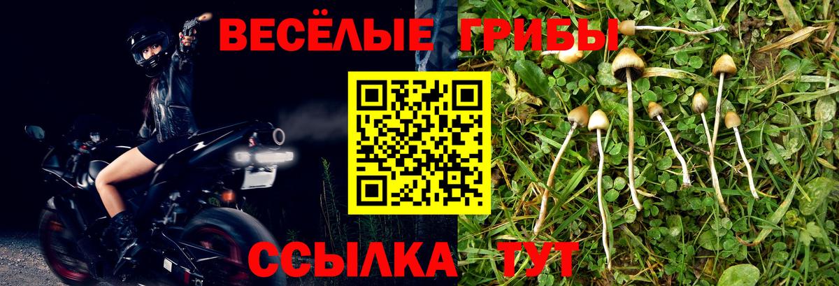 купить наркоту  Вход с VPN  Тихорецк  Псилоцибиновые грибы MAGIC MUSHROOMS 